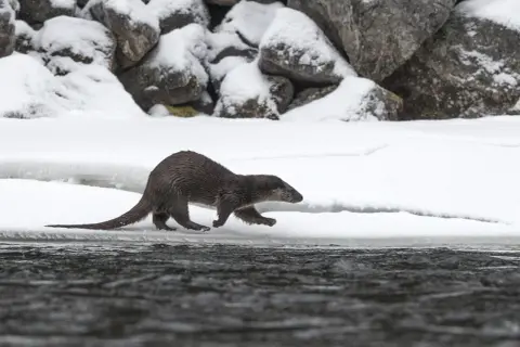 Utter med sin långa, uttrycksfulla svans springer längs en snötäckt strandkant.