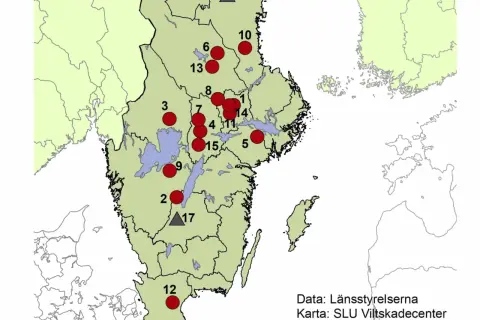 Karta över vargrevir i Sverige med röda cirklar som markerar revir och grå trianglar som markerar andra platser.