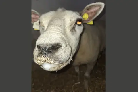 Får med smutsig nos och en liten skumklump vid munnen, som nästan ser ut som en blå tunga.