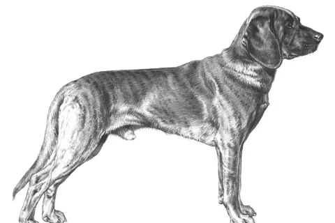En teckning av en stående hannoveransk viltspårhund med randig päls och hängande öron.