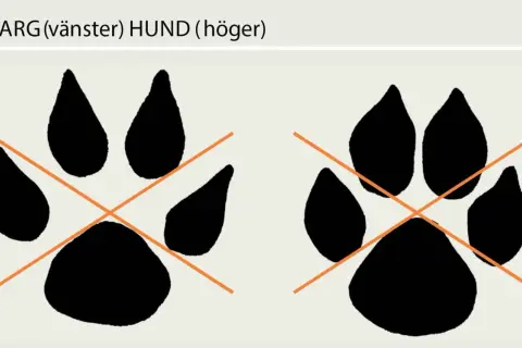 Två tassavtryck, ett varg spår till vänster och ett hund spår till höger, med orange kors över.