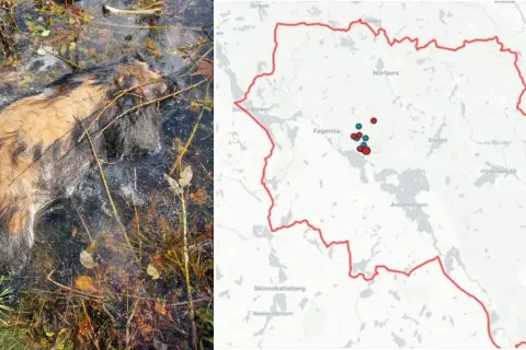 Vildsvin i vatten, bredvid en karta över Västmanland, Sverige, med prickar som markerar observationer.