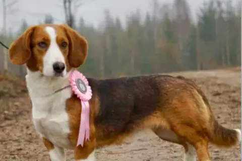 En stolt drever tax med en rosa rosett på bröstet, redo för prisutdelning i skogen.