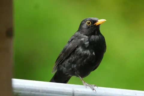 En koltrast, en vacker flyttfågel, sitter på ett räcke med en grön bakgrund.
