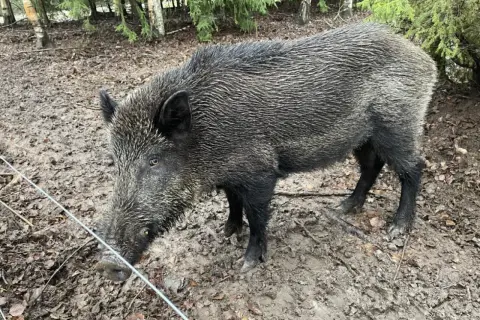 Vildsvin i skogen. Undrar hur blir man av med vildsvin när de bökar runt?