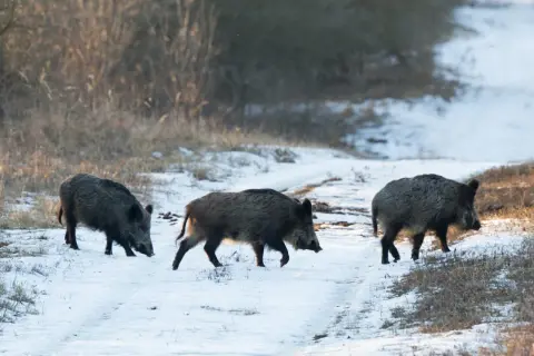 Tre vildsvin vandrar på en snötäckt stig nära Uppsala.