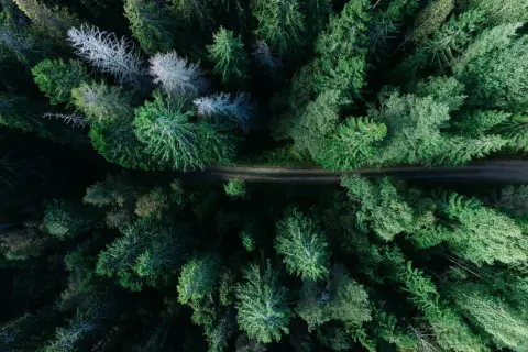 En grusväg slingrar sig genom en tät grön skog, en perfekt vandringsled norrland för äventyr.