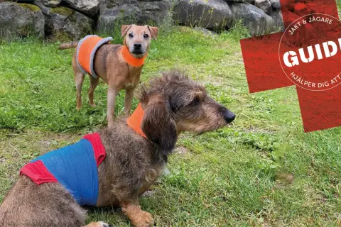 Två hundar med skyddande bandage runt kroppen. Den ena har en avskavd trampdyna och bär ett orange halsband.