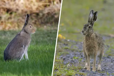 Två harar i olika miljöer. Den vänstra sitter i grönt gräs, den högra står på grus. Det är harjakt tider.