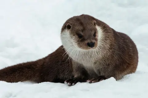 Utter farlig utter sitter i snön, med sin långa svans utsträckt.