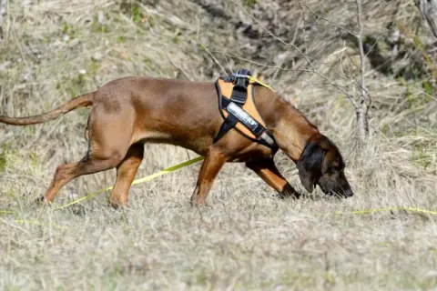 En brun hund med orange sele följer ett viltspår i torrt gräs.