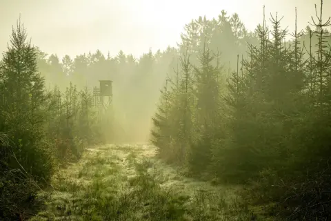 Dimma lättar över en gräsbevuxen stig i skogen. En tornliknande jaktkammare skymtar i fjärran, en plats för framtida viltvårdare utbildning.