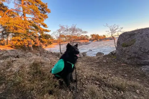 Svart hund med grön väst njuter av en vacker solnedgång vid en isig sjö. En härlig stund för vandra med hund.