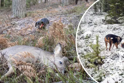 En lajka hund i skogen, en ligger död, en annan undersöker.