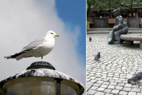 En fiskmås sitter på en lyktstolpe. På andra sidan, en staty av en man med duvor på kullerstensgatan. Frågan om man får skjuta fiskmåsar är irrelevant här.