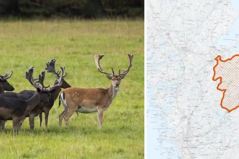 En flock dovhjortar med imponerande horn på en grön äng. Till höger en karta över Sverige med ett markerat område, troligen för skyddsjakt dovhjort.