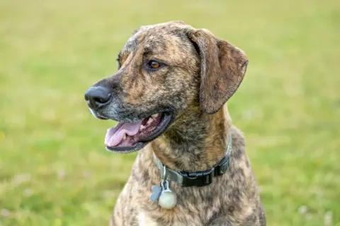 En stilig plott hund med brindle päls tittar åt sidan med öppen mun och tungan ute. Hunden bär ett halsband med en berlock.