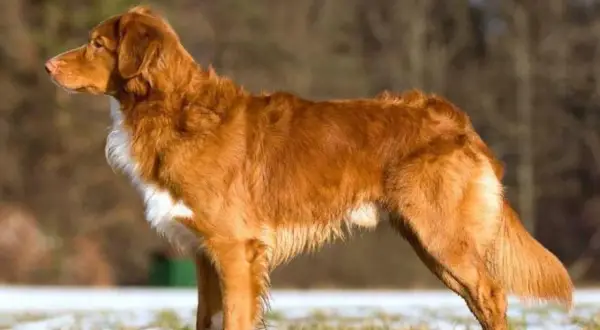 En ståtlig tollare hund med rödbrun päls står i en snötäckt gräsmark.