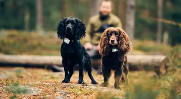 Två jakt cocker spaniel, en svart och en brun, står i skogen med GPS-halsband.