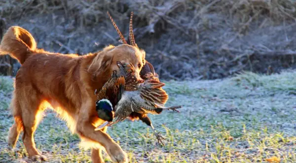 En stolt jakt golden retriever bär hem sitt byte, en fasan, genom frostig mark i morgonsolen.