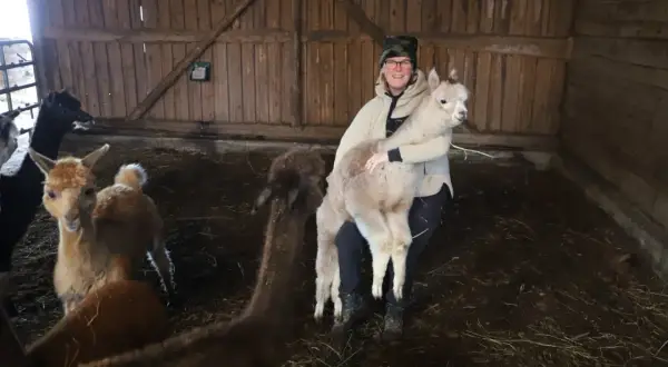 En kvinna håller en ljus alpacka i en ladugård. Flera andra alpackor, inklusive en svart och en ljusbrun, syns i bakgrunden.
