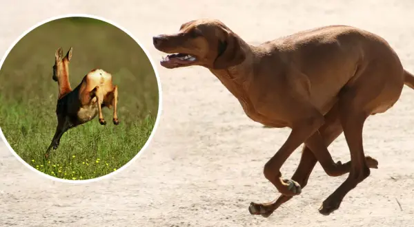 Brun hund springer snabbt. I en cirkel en rådjur som hoppar, en bild som kan associeras med magomvridning hund.