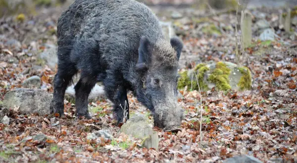 Vildsvin bökar i löv. En jägare smyger sig närmare för att jaga vildsvin i skogen.