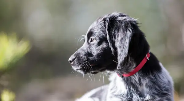 En ung jakt hund med röd halsband, redo för äventyr i skogen.