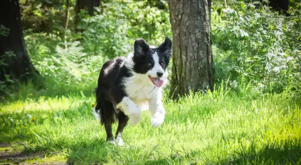 En border collie springer glatt i gräset. Även om koppeltvång hund kan vara nödvändigt, njuter den här hunden av friheten.