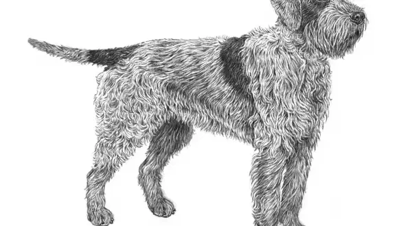 En teckning av en griffon d'arret à poil dur, en stående hund med strävt, lockigt päls och en mörk fläck på ryggen.