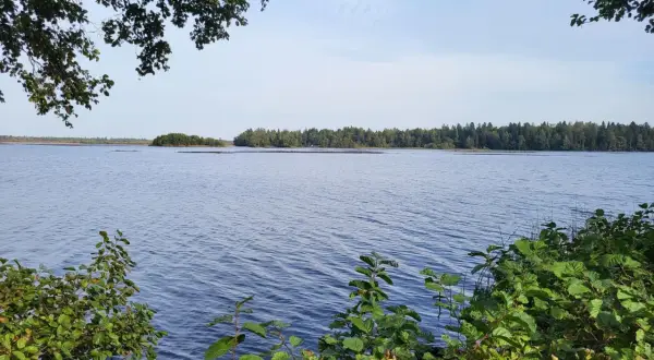 Vacker sjöutsikt med skog i bakgrunden, som om man följer den gula stigen i Uppsala. Grönska ramar in bilden.