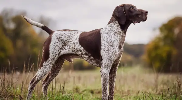 En ståtlig pointer hund står i ett fält, redo för jakt.