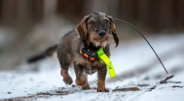En korthårig tax med GPS-halsband springer i snön.