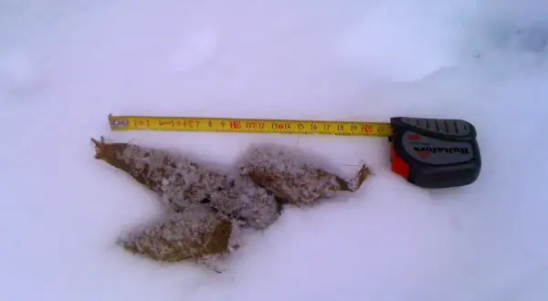 Mätning av varg bajs i snön. Måttbandet visar cirka 15 cm.