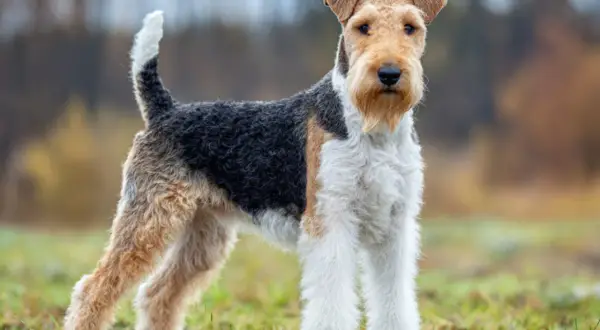 En ståtlig foxterrier står i gräset med en lekfull svans som viftar.
