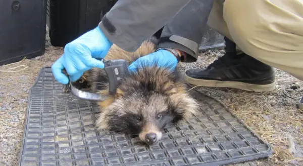 Forskare märker en mårdhund i Sverige med ett spårningshalsband.