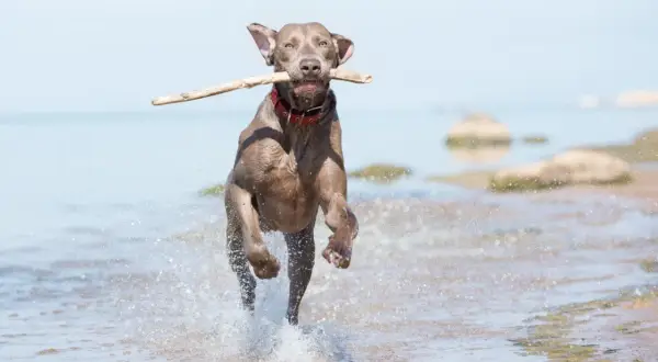 En långhårig weimaraner springer glatt i vattnet med en pinne i munnen.
