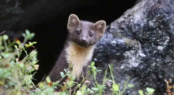 En mårdunge tittar fram ur en mörk håla, omgiven av grönska. Den har mörk päls med ljusare fläck på bröstet.