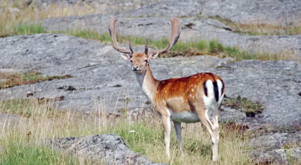 A fallow deer with large, palmate antlers stands in a grassy, rocky landscape.