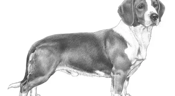 En detaljerad blyertsteckning av en stående drever hund med mörka öron och en vit fläck på bröstet.