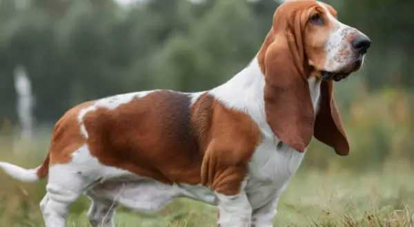 En ståtlig basset hound med långa öron står i gräset, redo för en dag av jakt.