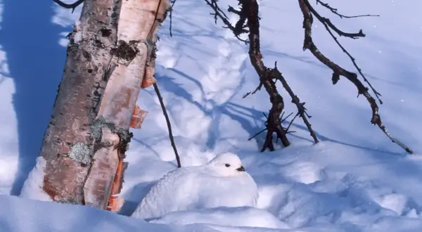 En vit ripa kamouflerad i snön vid en björkstam. En snara ripa i sitt vinterlandskap.
