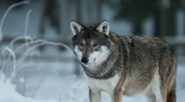 En varg står i snön, en påminnelse om den pågående debatten om skyddsjakt varg i Sverige.