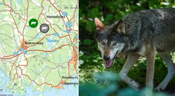 Karta över Blekinge med vargspår markerade. En varg syns i förgrunden, redo att utforska sitt revir.
