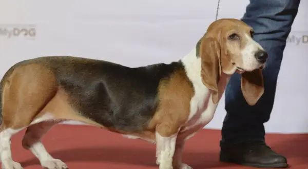 En stolt Basset Artesien Normand valp står på en röd matta, redo för uppmärksamhet.