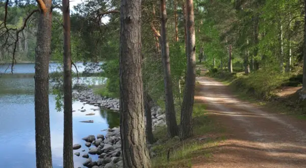 En vacker stig för vandring i Borås, kantad av tallar och med en glittrande sjö.