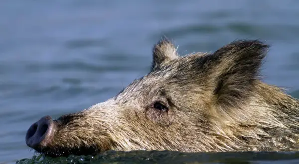 Vildsvin kan simma! Ett vildsvin simmar i vattnet, bara huvudet syns ovanför ytan.