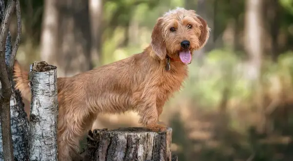 En busig basset fauve de bretagne valp står på en stubbe i skogen, med tungan ute och redo för äventyr.