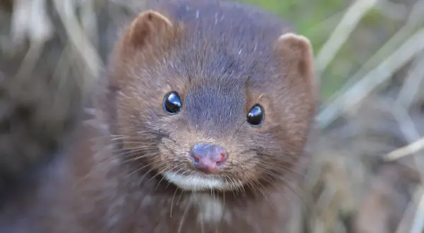 En nyfiken minkunge tittar fram ur gräset med sina stora, mörka ögon.