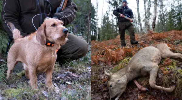 En stolt basset fauve de bretagne vid jägarens sida i skogen, med ett fällt rådjur i bakgrunden.